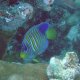 15- Poisson-ange royal 